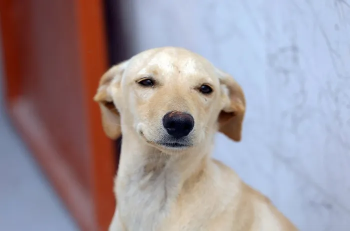 A norma estabelece regras para a custódia dos pets quando não houver acordo - Foto: Lúcio Bernardo Jr./Agência Brasília