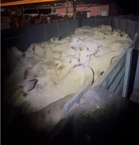 Polícia Militar frustra furto de gado em zona rural de Barra do Garças e prende suspeitos em flagrante