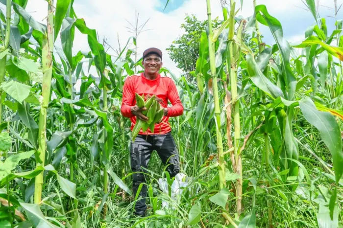 Garantia-Safra 2024/2025 vai beneficiar agricultores de seis municípios do Piauí neste mês de abril