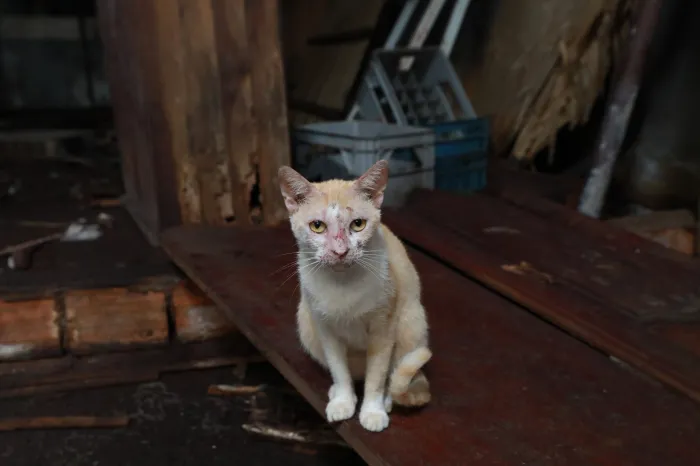 Crédito: Paula Lourinho