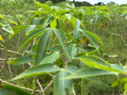 Foto: Reprodução/Prefeitura de Porto Velho - RO