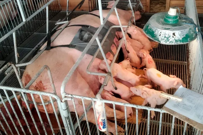 Foto: Pigma Desenvolvimentos