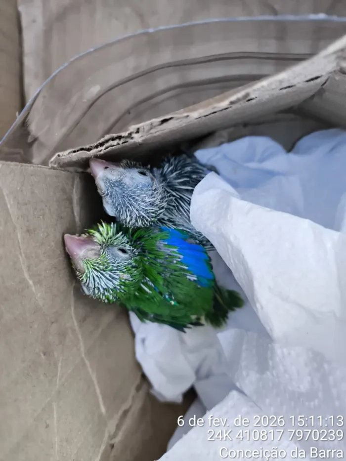 Resgate de fauna: Parque Estadual de Itaúnas atua na preservação de animais silvestres