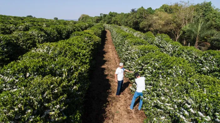 Iniciativas do Governo de Minas fortalecem a cadeia produtiva do café