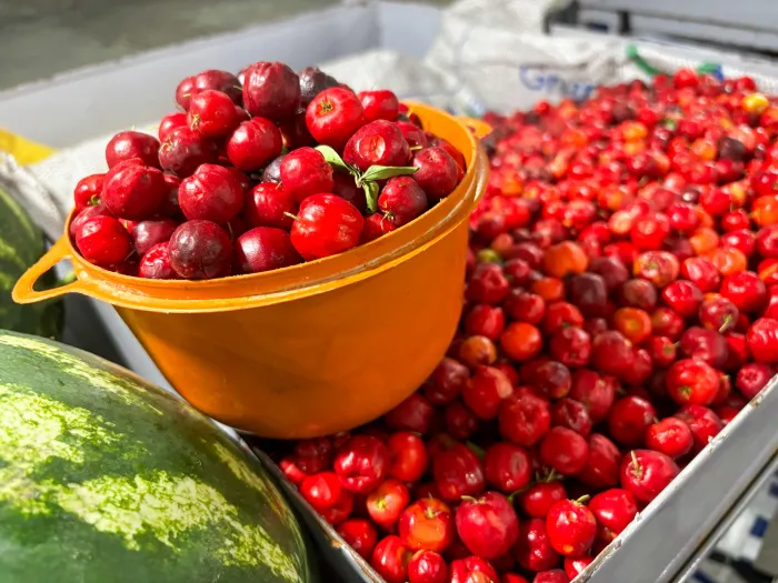 Feira da Agricultura Familiar em Maragogi vai reunir produtores do litoral ao sertão alagoano