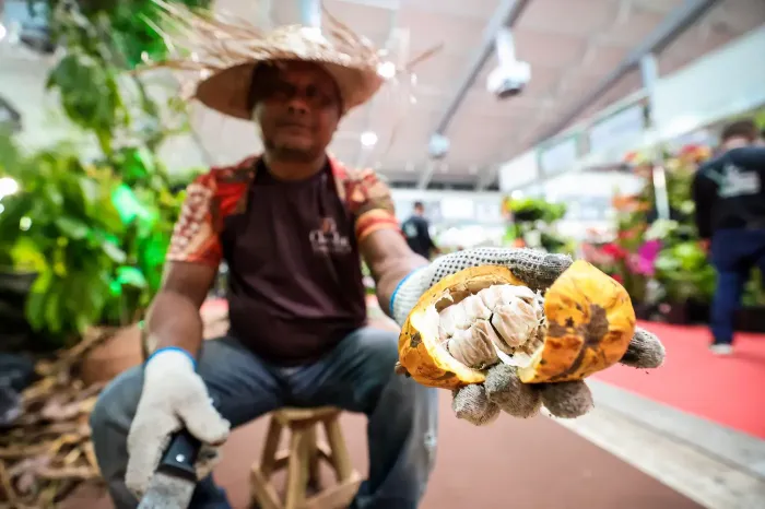 Festival Internacional do Chocolate e Cacau deve gerar mais de R$ 3 milhões em negócios aos produtores locais