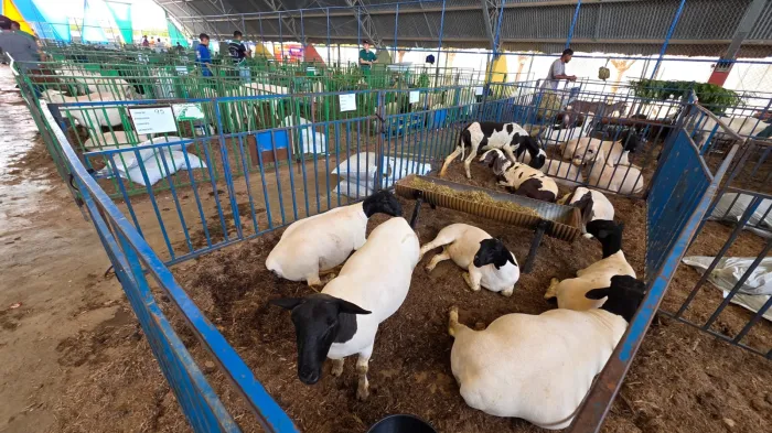 Foto: Reprodução/Prefeitura de Petrolina - PE