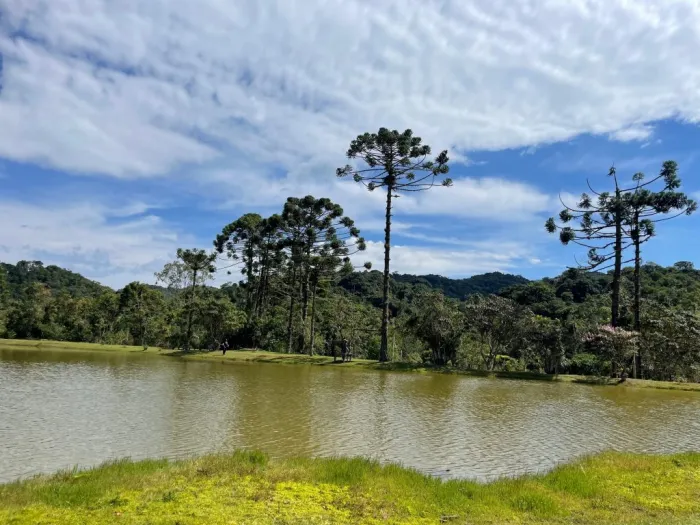 Governo de SP vai pagar até R$ 36 mil por produtor para salvar araucária da extinção