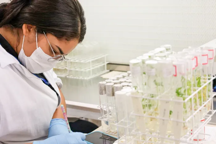 Foto: Rebeca Falcão/Seagri