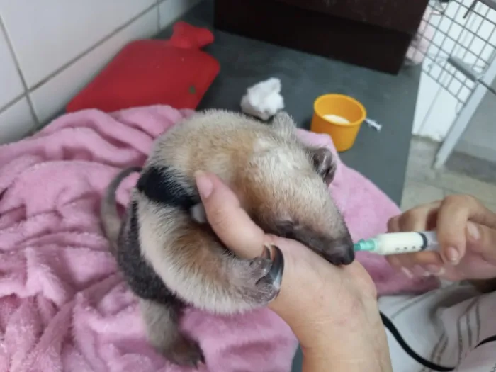 Filhote de tamanduá-mirim resgatado após atropelamento da mãe é devolvido à natureza em Minas