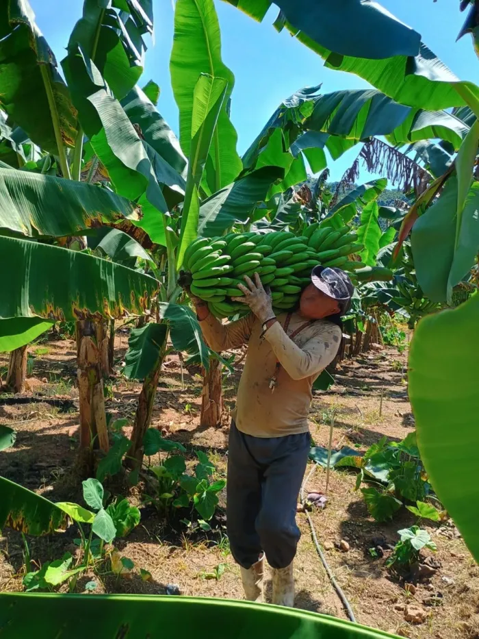 Internos iniciam colheita de 10 mil quilos de banana no Complexo Penitenciário Rodrigo Figueiredo da Rosa