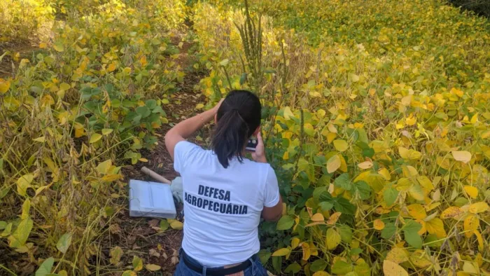 Estado mobiliza força-tarefa contra a praga caruru-gigante com vistoria em 182 propriedades no Alto Uruguai