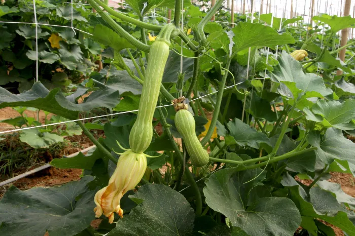 Foto: Jaelson Lucas/Arquivo AEN