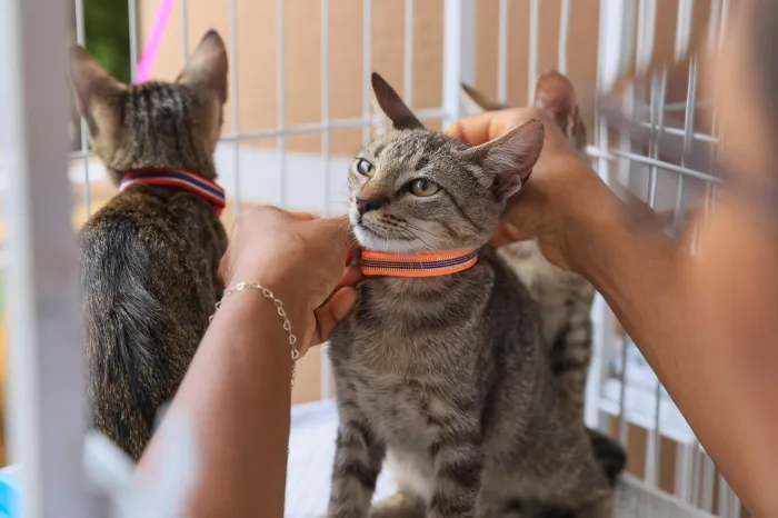 Evento de adoção da Sebem apresenta animais resgatados e utiliza tecnologia para ampliar as oportunidades de adoção - Crédito da foto: Júnior Suzuki