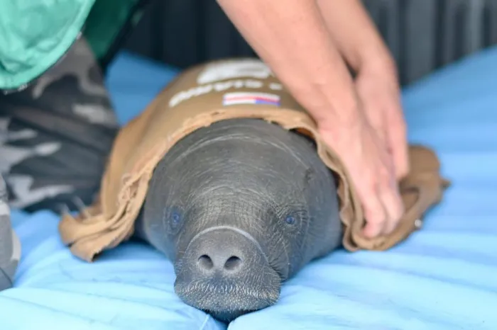 Foto: Reprodução/Agência Amazonas