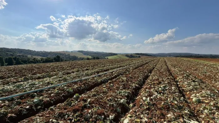 Governo de SP libera R$ 5 milhões para produtores afetados pelas chuvas em Ibiúna e Piedade
