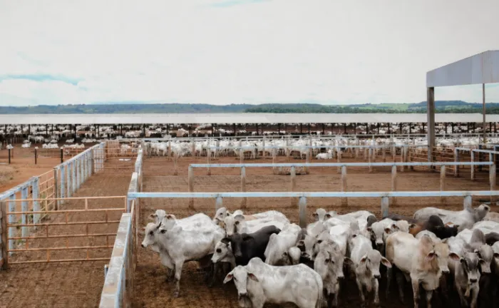 Estimativa do Governo do Tocantins é receber cerca de 58 mil declarações, contemplando aproximadamente 12 milhões de animais - Foto: Majuh Souza/Governo do Tocantins