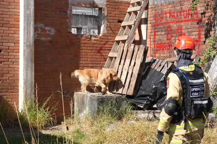 Treinamento reforça papel estratégico dos cães dos Bombeiros em resgates