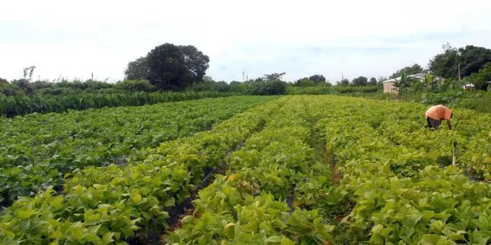 Prefeitura de Araçatuba e Sebrae-SP oferecem consultorias gratuitas para fortalecer gestão no campo