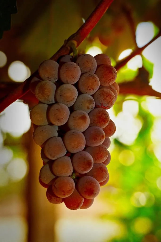 Uvas Niágara rosadas, em Jundiaí (foto: Ken Chu / Setur-SP)