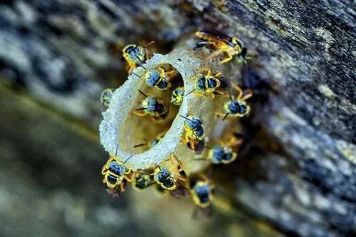 Foto: Reprodução/Prefeitura de Porto Velho - RO