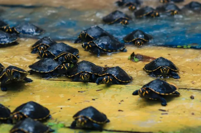 Foto: Leonardo Santos