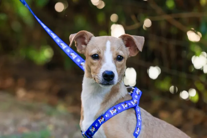 Banco de leis reúne normas de proteção e bem-estar animal em um único espaço de consulta pública - Crédito da foto: Lia Mara