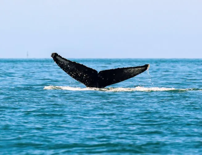 Prefeitura leva à 1ª Baleia Week programação voltada à educação ambiental e cultura oceânica