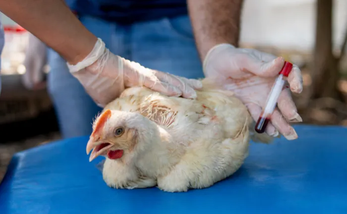 Até o momento, todos os resultados laboratoriais analisados apresentaram resultado negativo para o vírus H5N1, subtipo da influenza aviária - Foto: Keven Lopes/Governo do Tocantins
