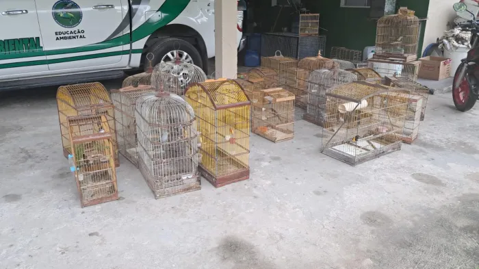 Aves seguiram para o Centro de Triagem de Animais Silvestres (Cetas), em Maceió, - Ascom PM-AL