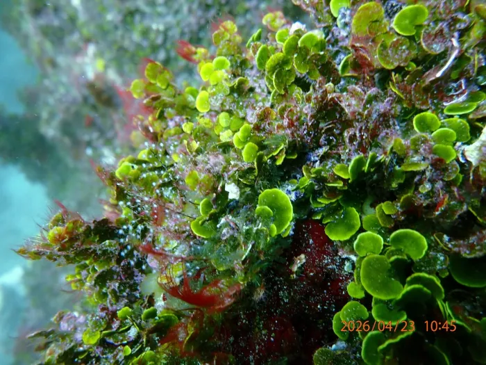 - Expedição do Parcel de Manuel Luís (Foto: César Cordeiro)