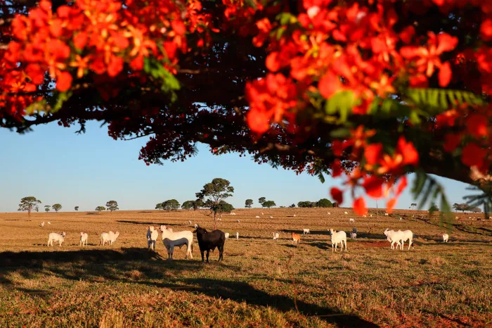 Adapar inicia nesta sexta-feira a Campanha de Atualização de Rebanhos 2026