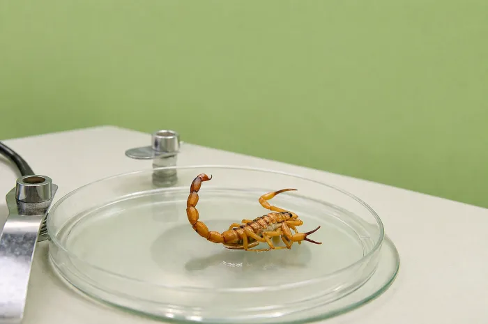 Em caso de acidente com escorpião, o recomendado é recomendado lavar o local da picada com água e sabão; aplicar compressa morna no local e procurar o serviço de saúde mais próximo - Carla Cleto e Olival Santos / Ascom Sesau