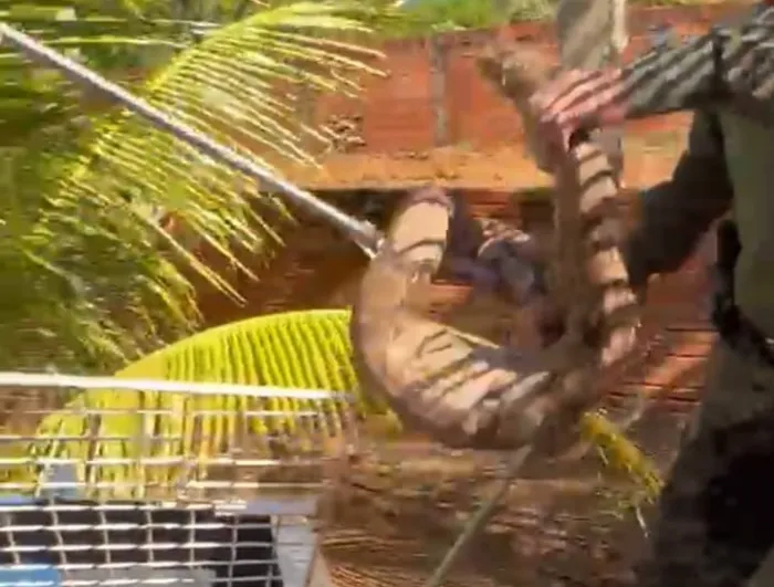 Jiboia é capturada após ataque ao galinheiro - Crédito da foto: GMP/Divulgação