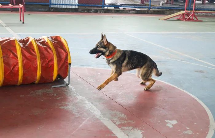 - CBMMA realiza treinamento de cães de resgate (Foto: Divulgação)