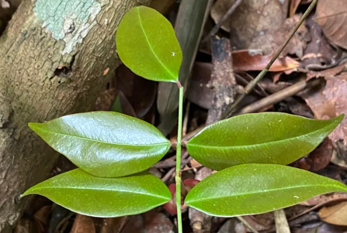 A Copaifera lucens é encontrada especialmente em áreas de Mata Atlântica (imagem: Geovane Siqueira/iNaturalist)