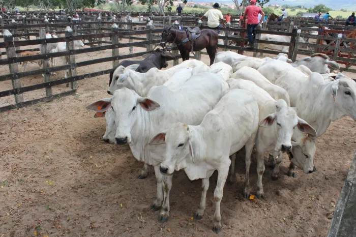 A atualização é obrigatória e pode ser realizada pelos produtores rurais durante todo o mês de maio - Dorgival Júnior/Arquivo