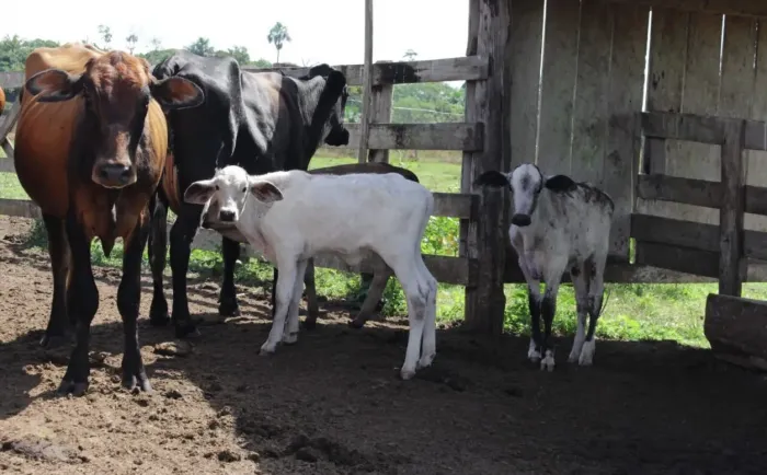  Melhoramento genético ao alcance de todos: o compromisso com a agricultura familiar (Foto: Carlos Mourão | Secom - Governo de Rondônia)