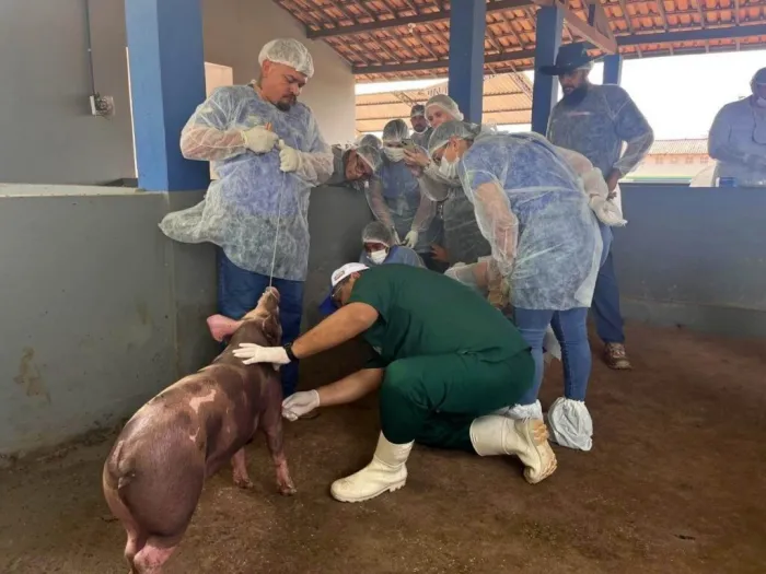 Piauí compartilha experiência em diagnóstico e enfrentamento da Peste Suína Clássica com técnicos de Roraima