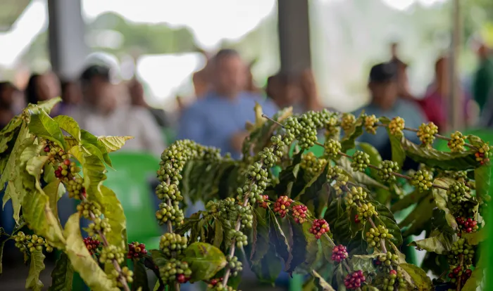  Esse é incentivo que o produtor precisava para diversificar sua lavoura e aumentar sua produtividade com mudas de alta qualidade (Foto: Thyago Lorentz | Secom ALE/RO)