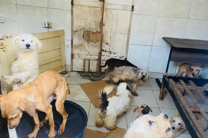 Projeto aumenta pena por maus-tratos para até 6 anos de prisão - Foto: Semmam/Prefeitura de Feira de Santana