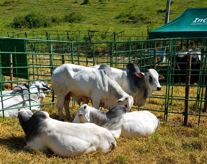 Feira Pró-Genética amplia acesso ao melhoramento de rebanhos no sul do Espírito Santo