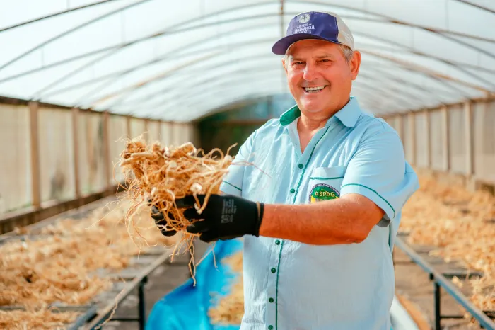 25º do Paraná: ginseng de Querência do Norte conquista selo de Indicação Geográfica