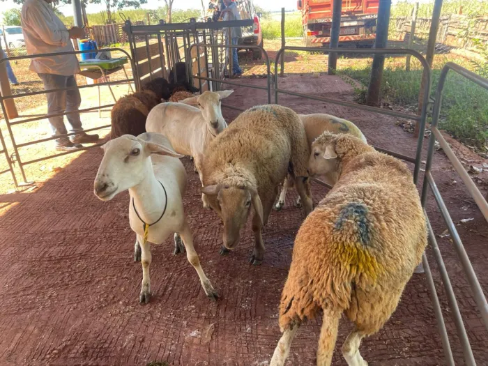 Preparo impulsiona ovinocultura e renda em Campo Grande