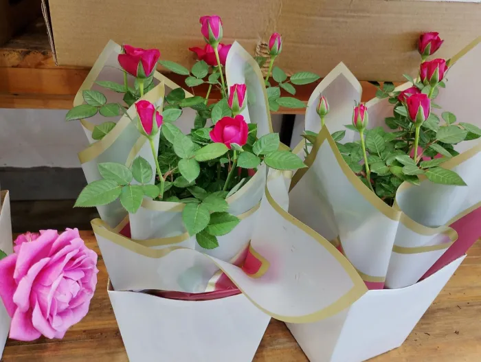 Procon de Dourados divulga pesquisa de preços de flores para o Dia das Mães