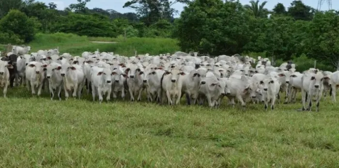  Apoiar a agricultura familiar é fortalecer a base da nossa economia e garantir o futuro das famílias do campo (Foto: Governo de Rondônia)