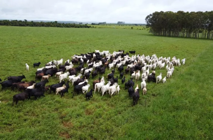 Frente fria acende alerta para risco de hipotermia em rebanhos e Iagro orienta produtores rurais em MS