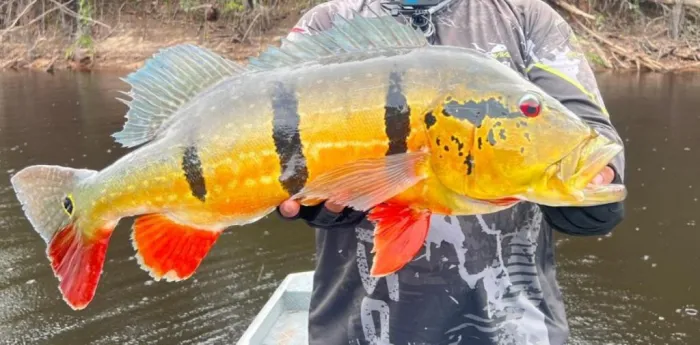 Ipaam alerta para a obrigatoriedade do envio anual de relatório da pesca esportiva no Amazonas