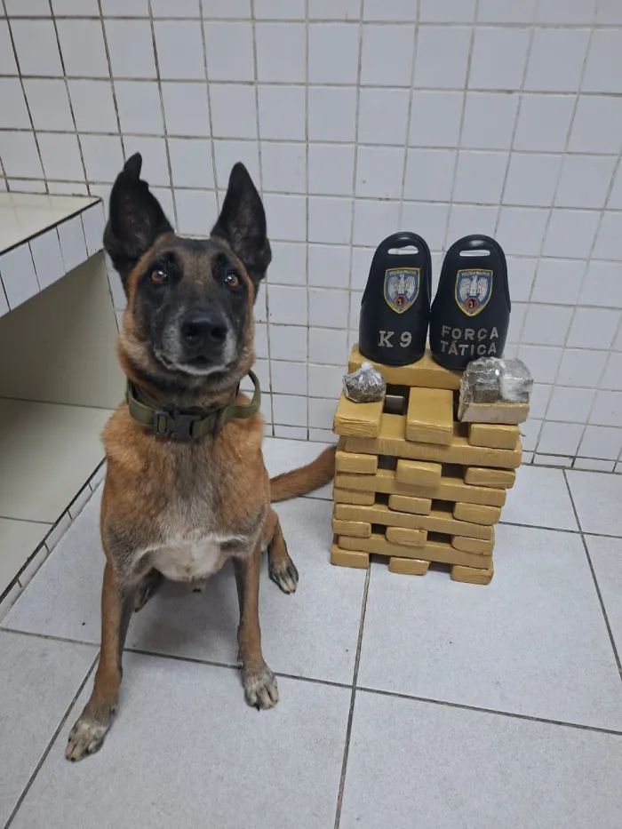 6º BPM realiza apreensão de entorpecentes e arma de fogo na serra