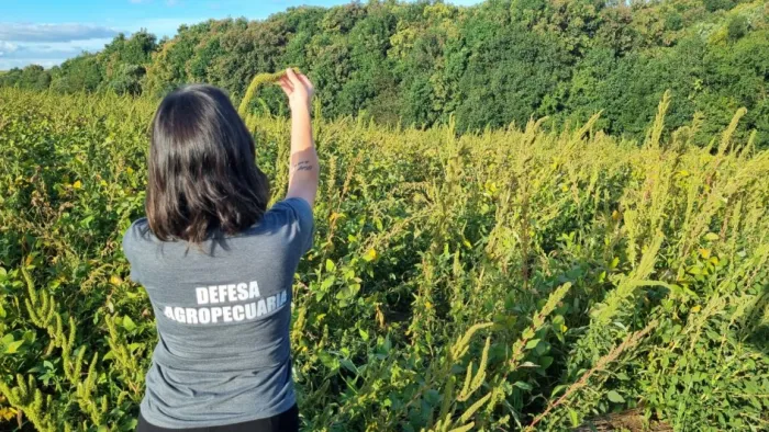 Presença do caruru-gigante é descartado no Rio Grande do Sul, mas outra espécie resistente preocupa produtores nas lavouras